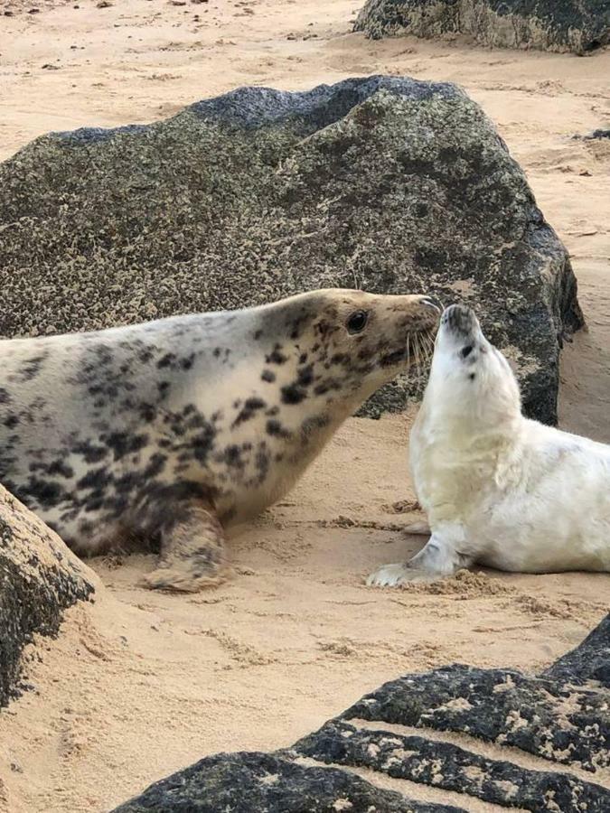 The Pollywiggle, Waxham, Nr Sea Palling Dog Friendly, Private Walk To The Beach NWI Exterior foto